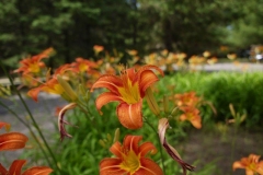 1050103-w804-h550-800x534