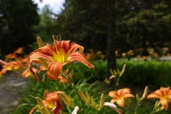 1050104-w804-h550-800x534